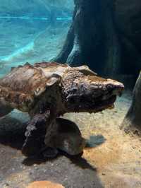 Picture perfect spots in Taronga Zoo Sydney