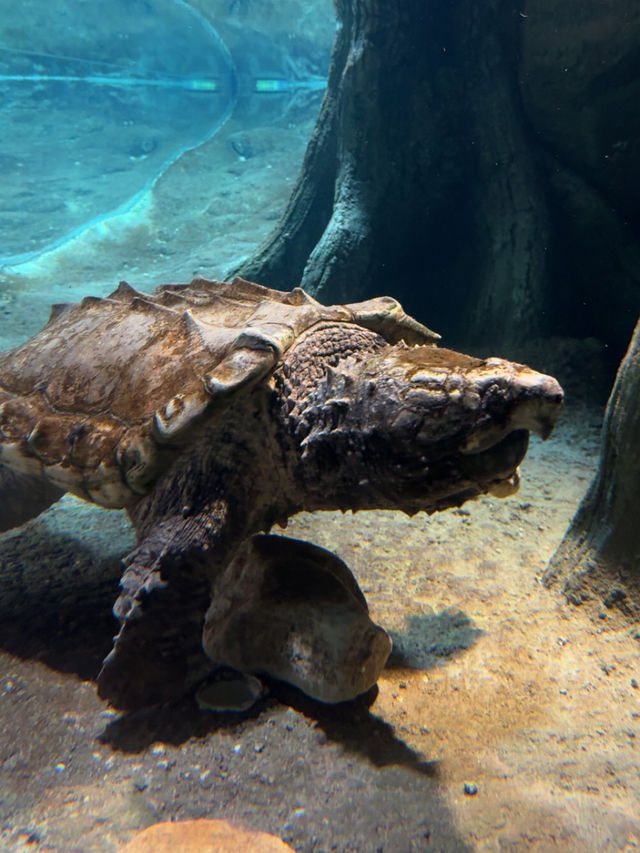 Picture perfect spots in Taronga Zoo Sydney