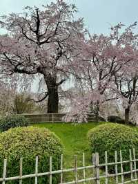 MARUYAMA PARK | KYOTO'S BELOVED CHERRY BLOSSOM GATHERING SPOT