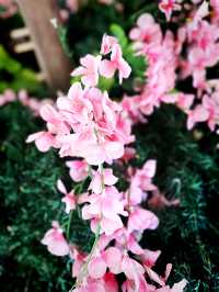 Petal Paradise at Hirosaki Park – Aomori’s Crown Jewel