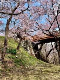 TAKATO CASTLE PARK | NAGANO’S LEGENDARY CHERRY BLOSSOM GARDEN WITH FLOWER SCULPTURES 🌸🏯🌺