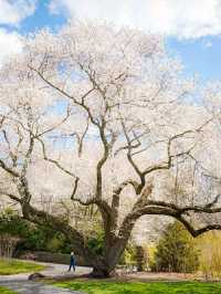New York Botanical Garden – A Living Museum in the Bronx