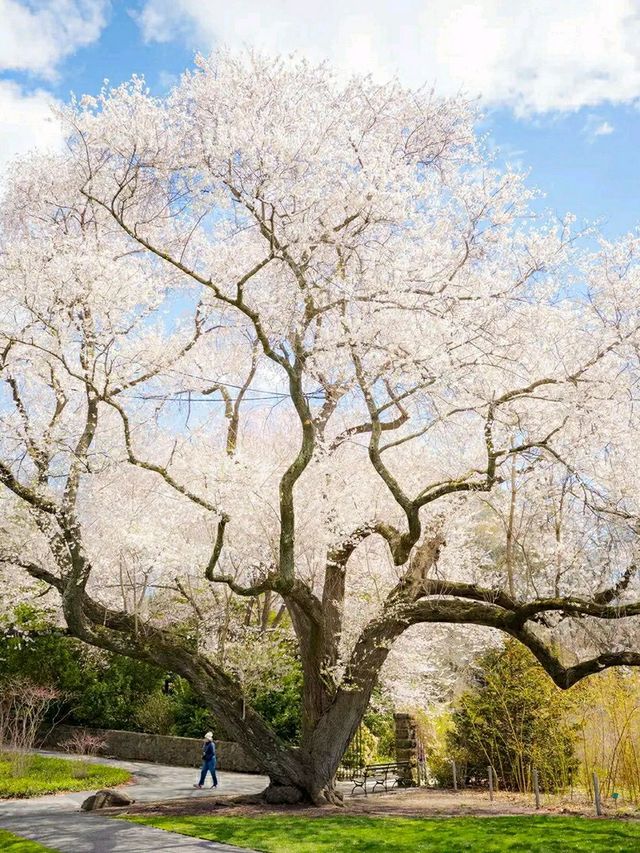 New York Botanical Garden – A Living Museum in the Bronx