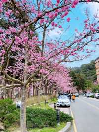 衫林溪🌲專屬櫻花河道櫻花林🌸