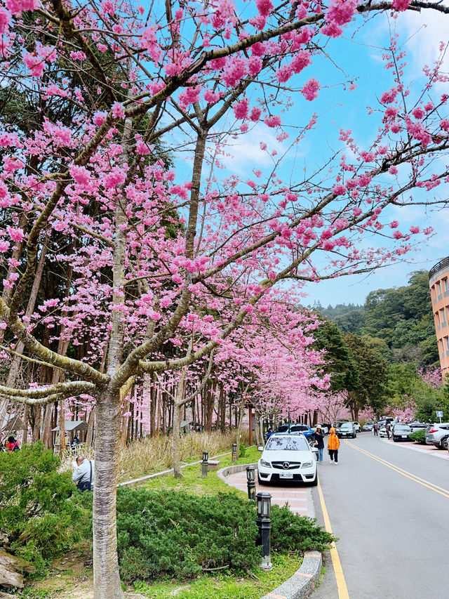 衫林溪🌲專屬櫻花河道櫻花林🌸