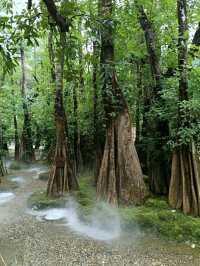 Changthong Heritage Park – A Living Museum of Ancient Trees in Chiang Mai