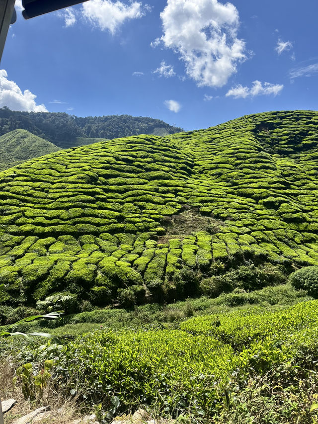 Green view