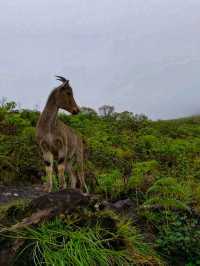 Munnar: India’s Emerald Escape in the Western Ghats