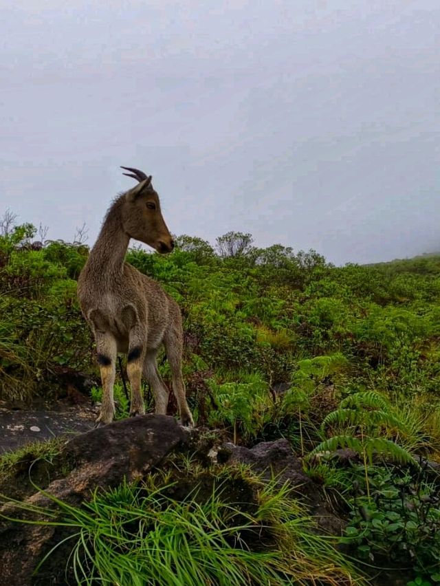 Munnar: India’s Emerald Escape in the Western Ghats