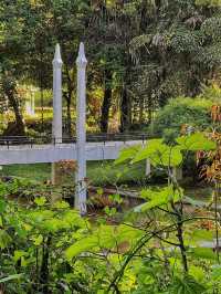 A Tranquil Green Stroll to End the Day at Penang Botanical Garden