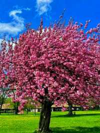 High Park – Where Nature Meets the Heart of Toronto