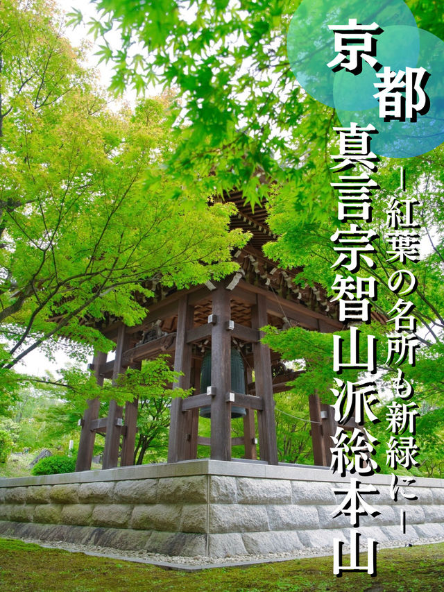 【行く前にこれ見て】名勝庭園を彩る翠の絨毯！心静かに新緑の美を味わう🌿✨※周辺観光情報付