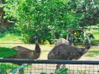 Take Some Time to Visit the Zoo 🐾