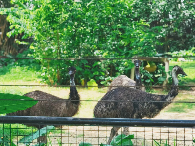 Take Some Time to Visit the Zoo 🐾