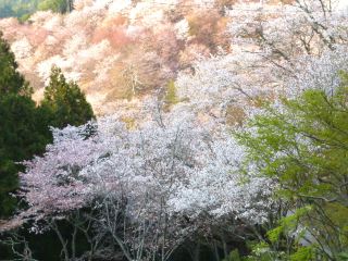 Mount Yoshino: A Famous Cherry Blossom Spot