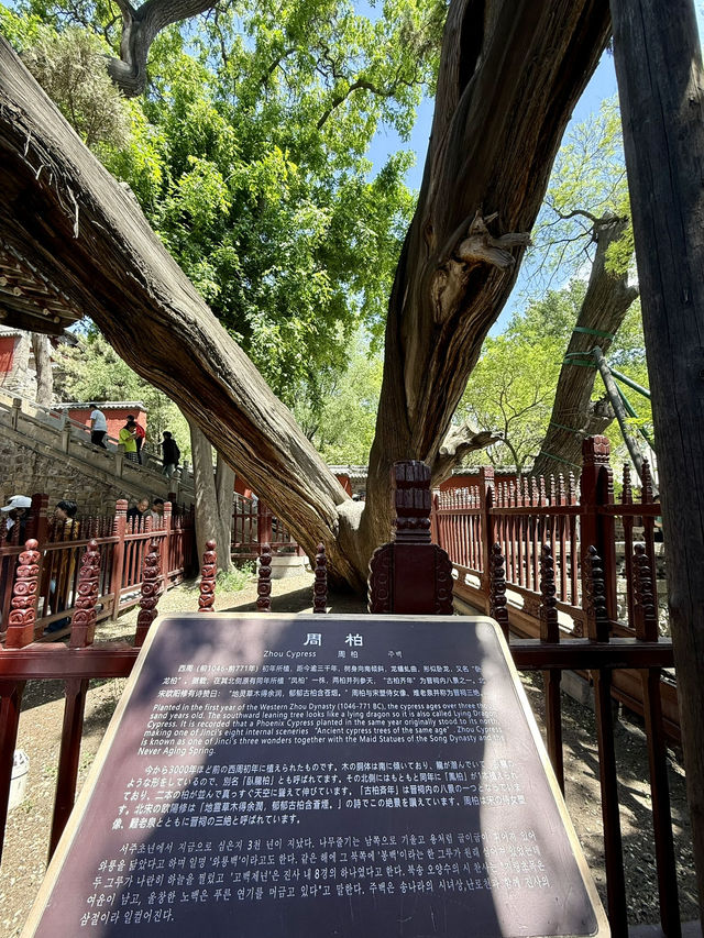  人氣爆棚地標｜晉祠看三千年周朝柏樹