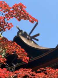 岡山｜在紫藤季再訪阿智神社 賞阿智大藤與抽彩色籤