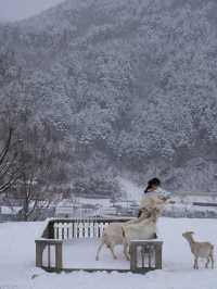 겨울 낭만 가득했던 태백 몽토랑 산양목장🐏🤍