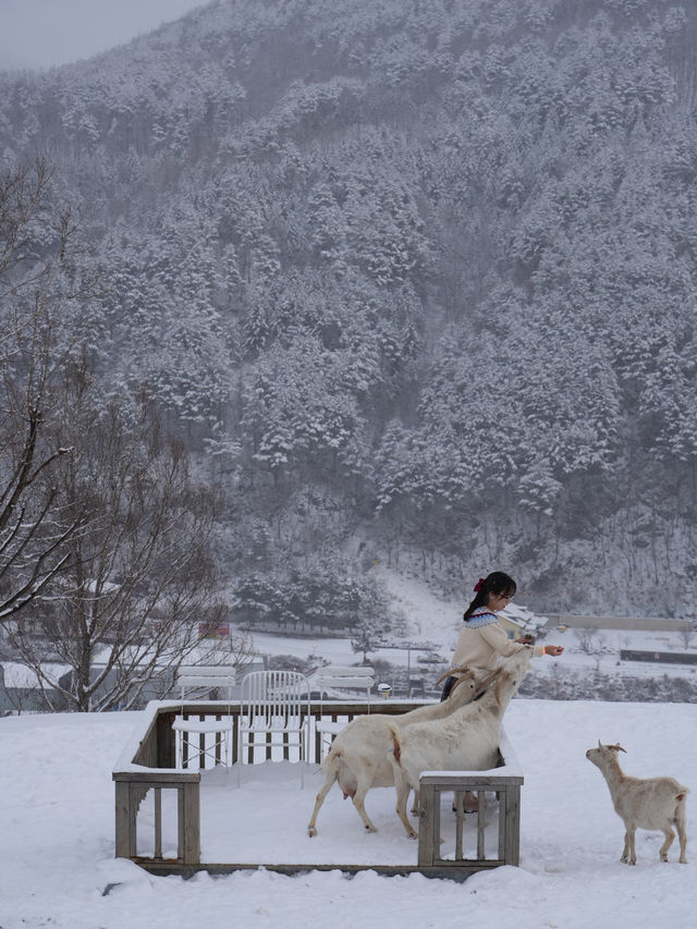 겨울 낭만 가득했던 태백 몽토랑 산양목장🐏🤍