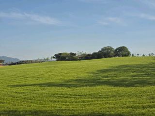 The Enchanting Gochang Green Barley Field Festival