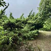 陽明山山豬湖山走走