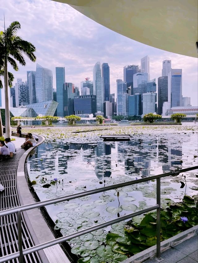 Lotus Pond
