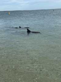 Monkey Mia Dolphin Experience 