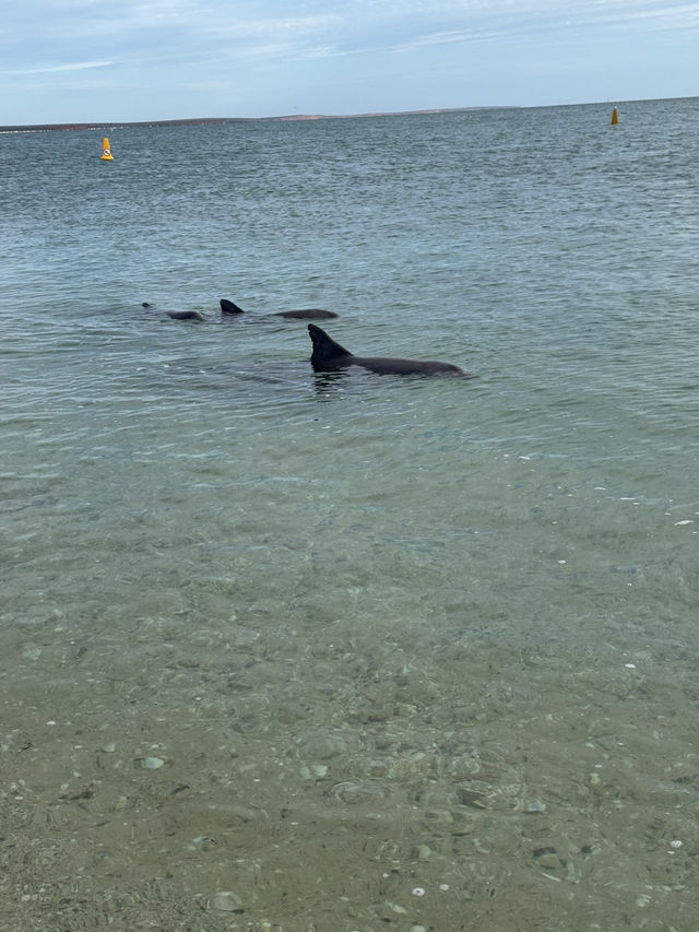 Monkey Mia Dolphin Experience 