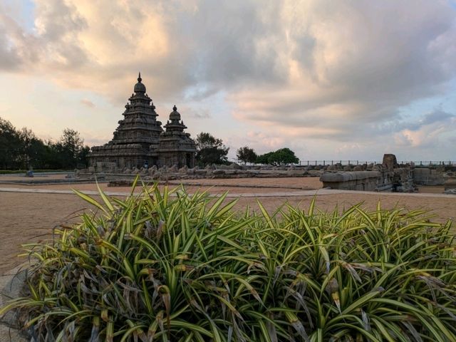 南インド・ドラヴィダ文化に浸る旅