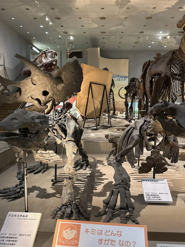 A Deep Exploration of Nature – My Visit to the Osaka Museum of Natural History 🦕