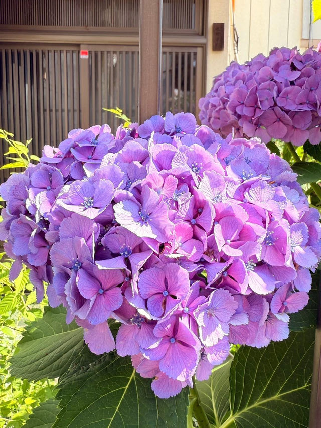 🏯✨ Kawagoe Summer Weekend Escape: "Little Edo" Time Travel