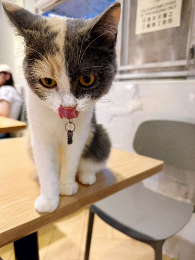 隱世工廠貓cafe