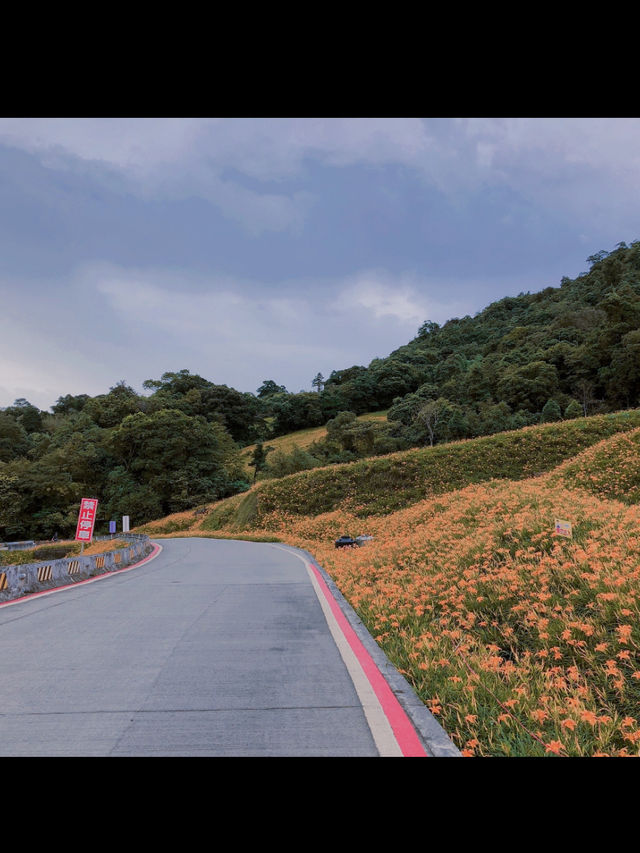 赤科山金針花｜藏在雲霧山巔的金黃奇蹟，花季限定的療癒仙境