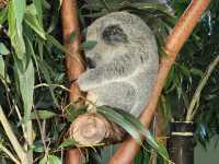 Adorable Koala Encounters in Sydney & Melbourne! 