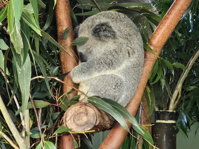 Adorable Koala Encounters in Sydney & Melbourne! 