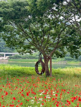 Dodam Garden in Danyang, filled with poppies