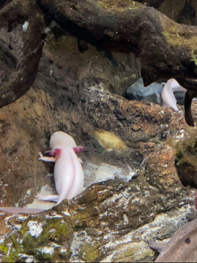 ท่องโลกใต้ท้องทะเลไปกับ Aquaria Phuket