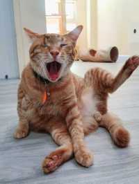 Catster by Kingdomoftigers พระประแดง