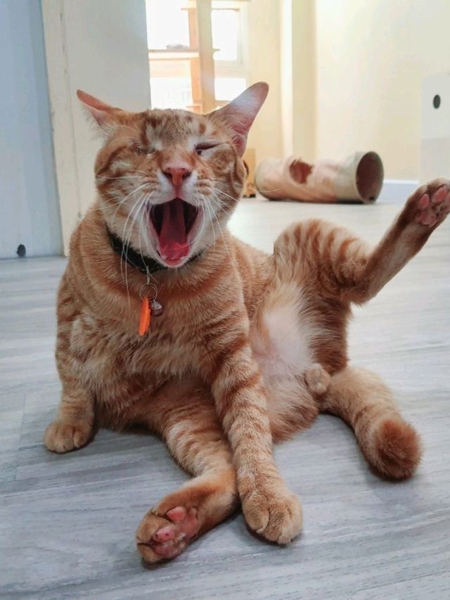 Catster by Kingdomoftigers พระประแดง