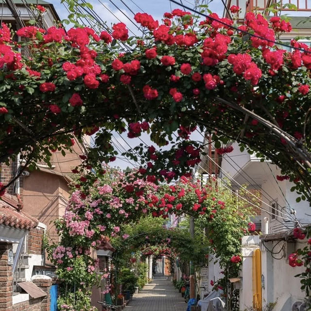 Secret Blooms in Cheonho-dong: Seoul’s Hidden Floral Alley Revealed!** 🌸📸