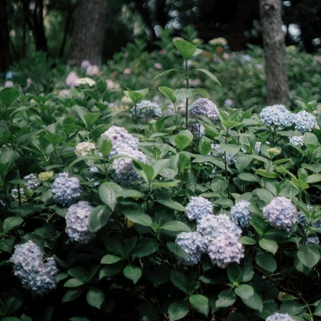 nagai park osaka japan