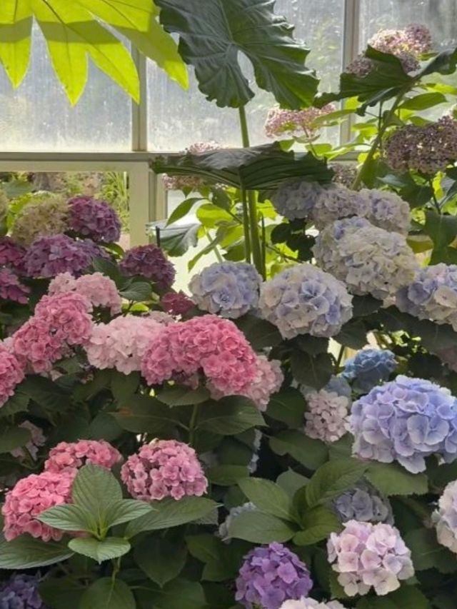 山茶花之丘🇰🇷🩷🌷🌺🌹💐韓國濟州島繡球花