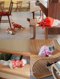 Catffe