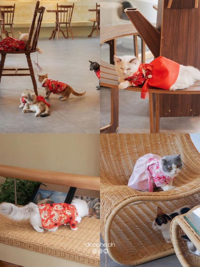 Catffe