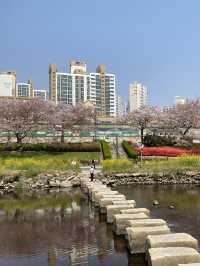 🌸 봄바람 타고 벚꽃길 산책, 동래 온천천벚꽃축제