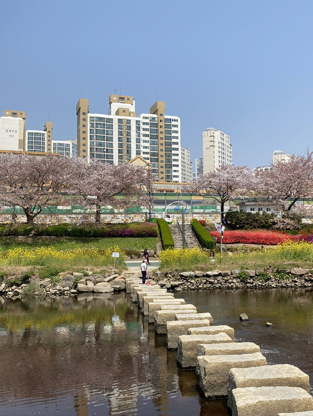 🌸 봄바람 타고 벚꽃길 산책, 동래 온천천벚꽃축제