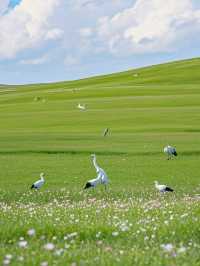 Beyond the City: Hohhot’s Endless Green Horizons