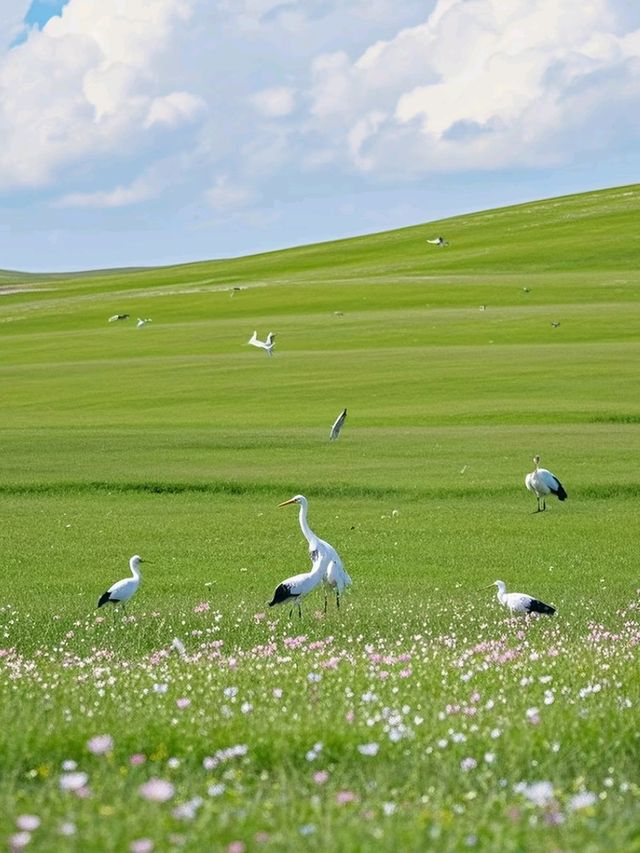 Beyond the City: Hohhot’s Endless Green Horizons Beyond the City: Hohhot’s Endless Green Horizons