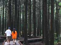 [제주도] 제주 사려니숲길 🌿🌲
