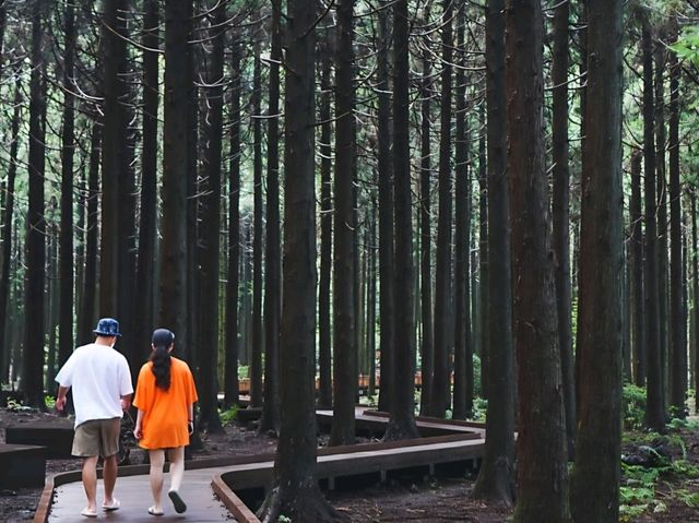 [제주도] 제주 사려니숲길 🌿🌲